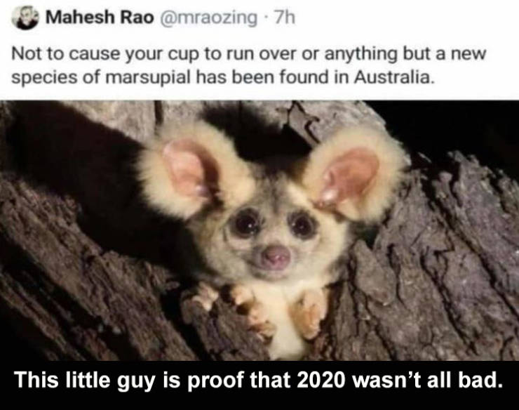 greater gliders - Mahesh Rao .7h Not to cause your cup to run over or anything but a new species of marsupial has been found in Australia. This little guy is proof that 2020 wasn't all bad.