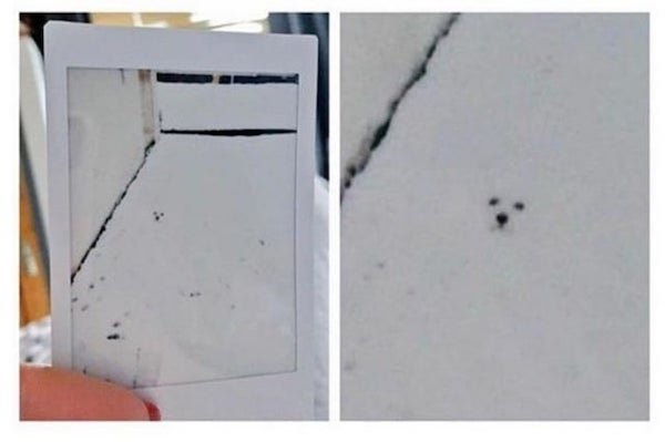 polaroid of dog in snow