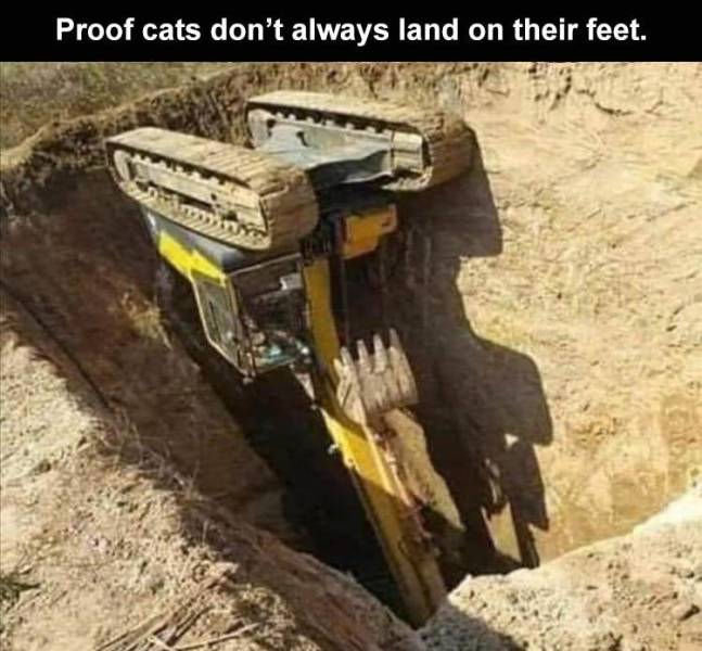 cats don t always land on their feet - Proof cats don't always land on their feet.