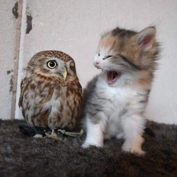 funny random pics - cute owl memes