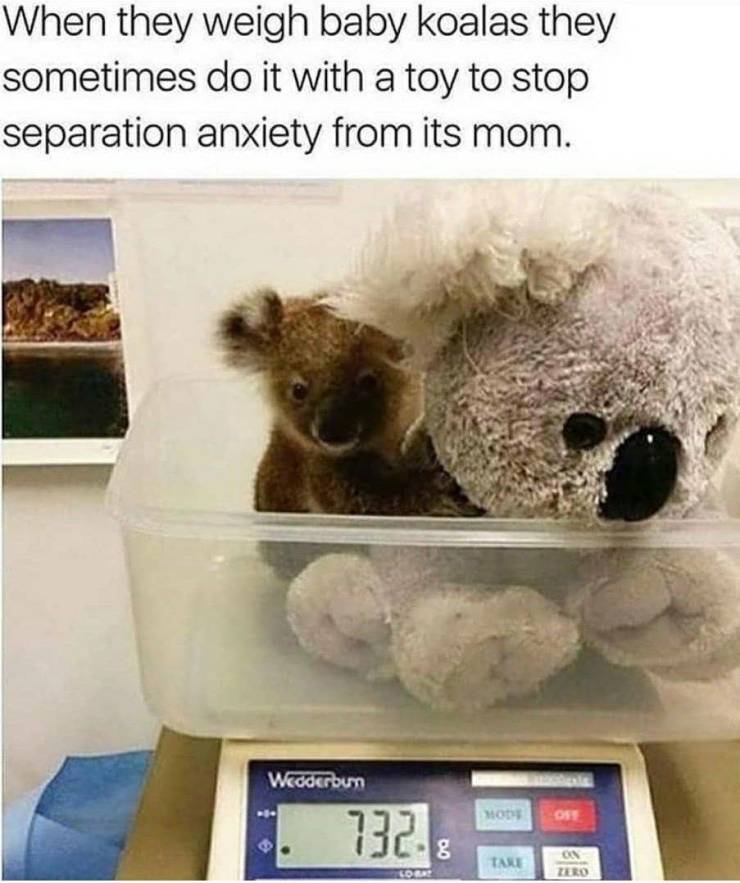 funny random pics - animal memes new - When they weigh baby koalas they sometimes do it with a toy to stop separation anxiety from its mom. Wedderoun Hot 1323 Take On Zero