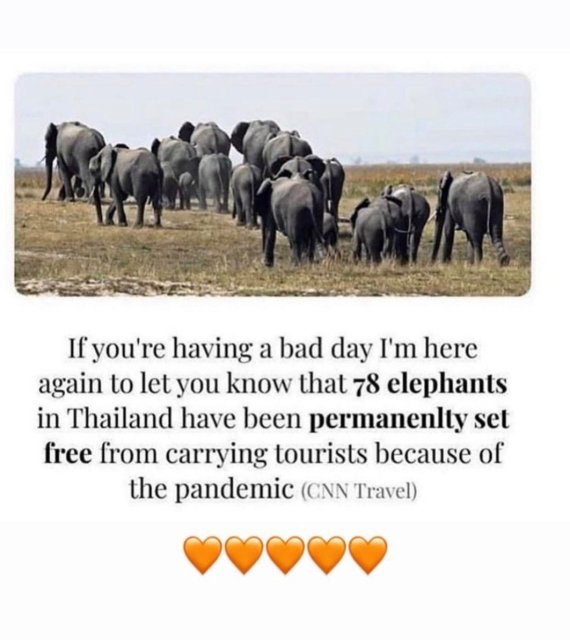 elephants and mammoths - If you're having a bad day I'm here again to let you know that 78 elephants in Thailand have been permanenlty set free from carrying tourists because of the pandemic Cnn Travel