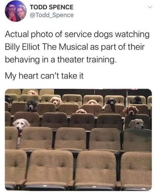 service dogs theatre - Todd Spence @ Todd_Spence Actual photo of service dogs watching Billy Elliot The Musical as part of their behaving in a theater training. My heart can't take it