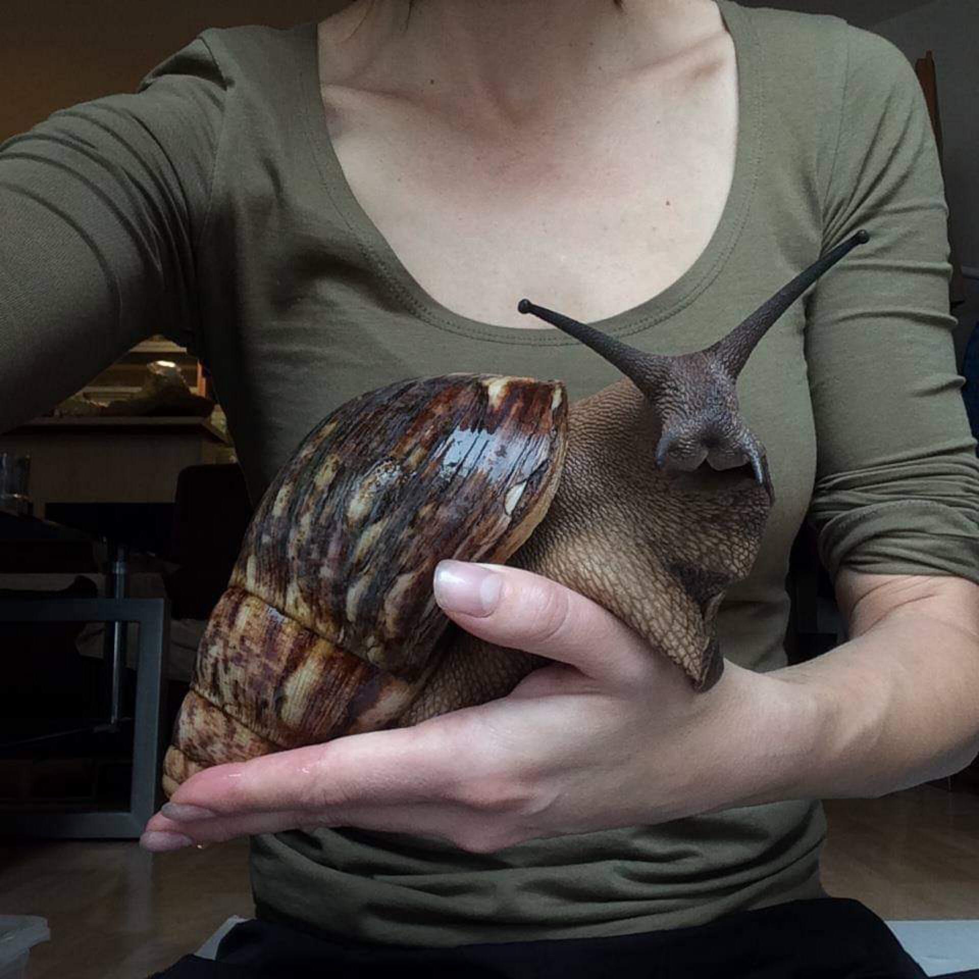 african giant snail