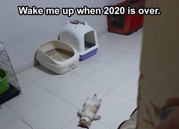 cat sleeping dank - Wake me up when 2020 is over.