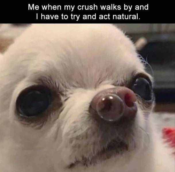 funny chihuahua - Me when my crush walks by and I have to try and act natural.