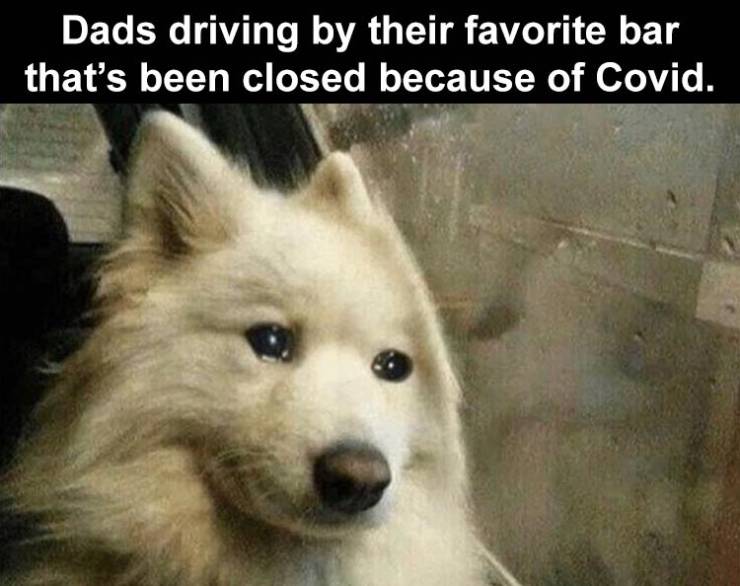 dog - Dads driving by their favorite bar that's been closed because of Covid.