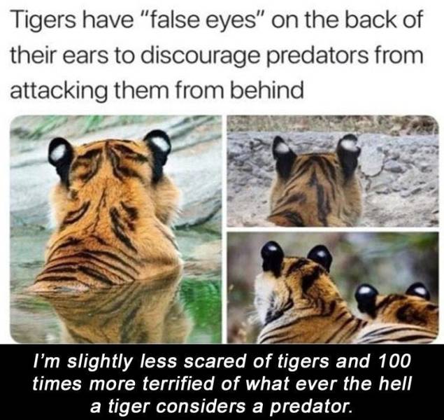 tiger false eyes meme - Tigers have "false eyes" on the back of their ears to discourage predators from attacking them from behind I'm slightly less scared of tigers and 100 times more terrified of what ever the hell a tiger considers a predator.