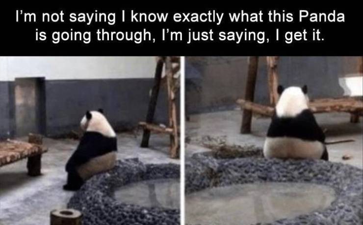 you re roasting each other and he brings your forehead into it - I'm not saying I know exactly what this Panda is going through, I'm just saying, I get it.