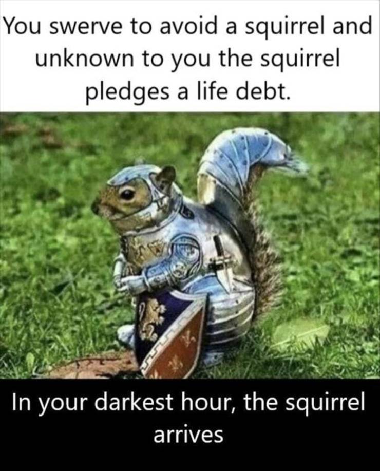 funny squirrel - You swerve to avoid a squirrel and unknown to you the squirrel pledges a life debt. In your darkest hour, the squirrel arrives