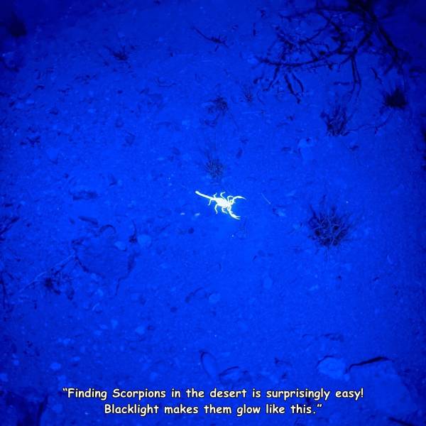 random pics - marine biology - "Finding Scorpions in the desert is surprisingly easy! Blacklight makes them glow this."