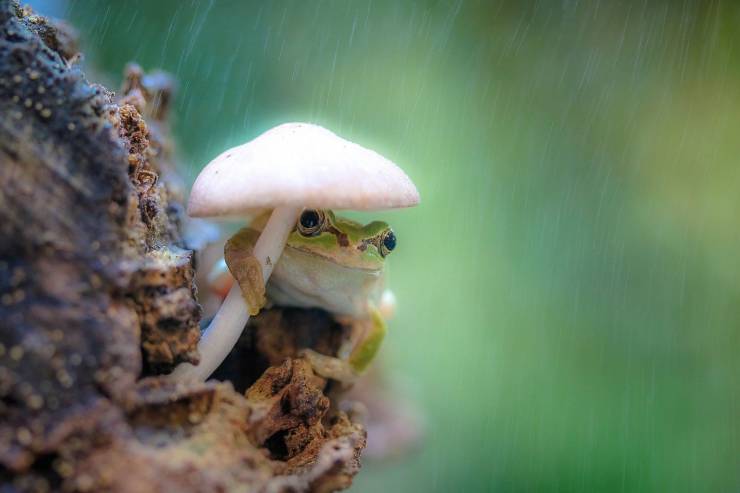 frog mushroom umbrella