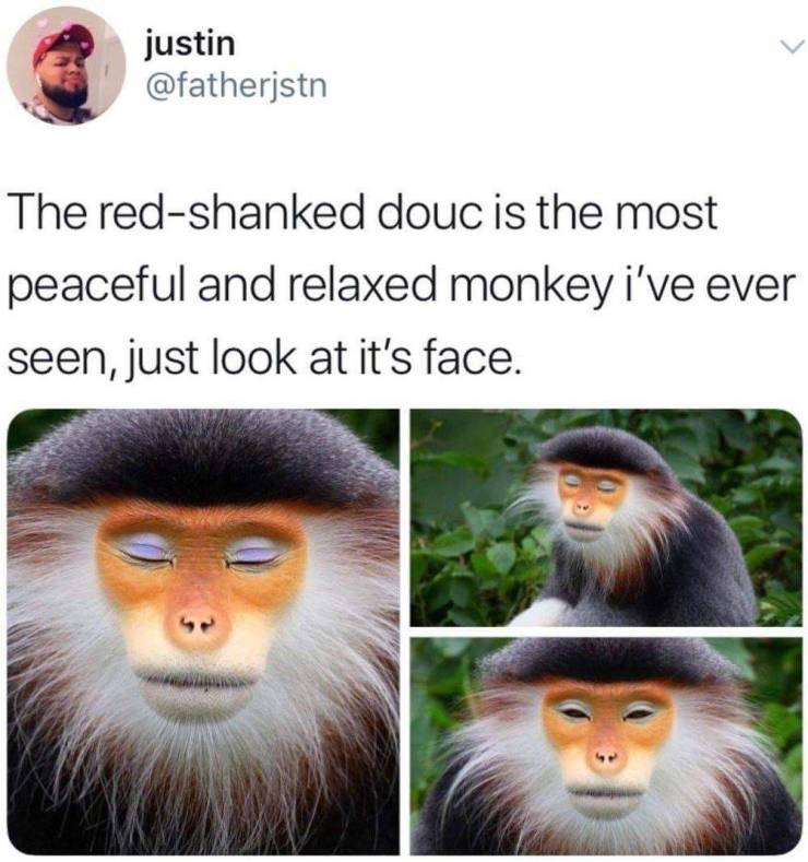 fauna - justin The redshanked douc is the most peaceful and relaxed monkey i've ever seen, just look at it's face.