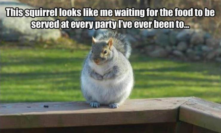 food funnies - This squirrel looks me waiting for the food to be served at every party I've ever been to...