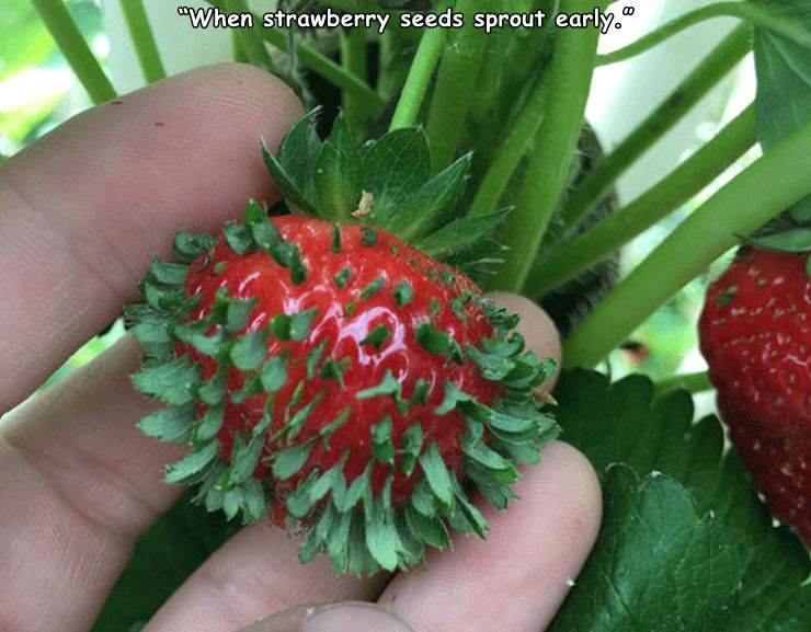 uncomfortable strawberry - When strawberry seeds sprout early."