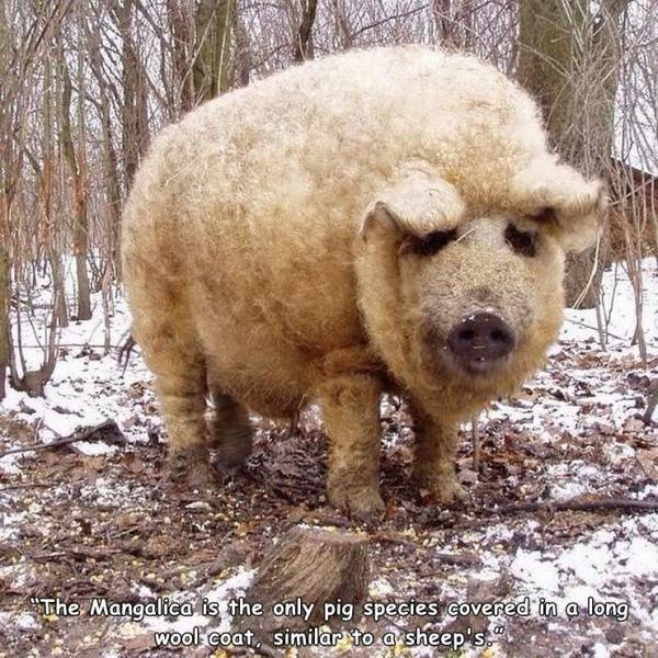 mangalitsa pig - "The Mangalica is the only pig species covered in a long wool coat, similar to a sheep's."