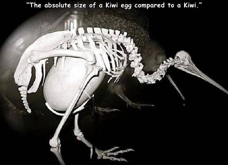 kiwi egg - "The absolute size of a Kiwi egg compared to a kiwi."