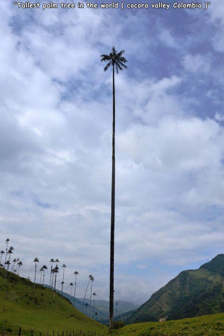 tallest palm tree - "Tallest palm tree in the world c Cocora valley Colombia