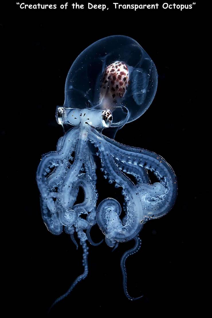 octopus beautiful - "Creatures of the Deep, Transparent Octopus