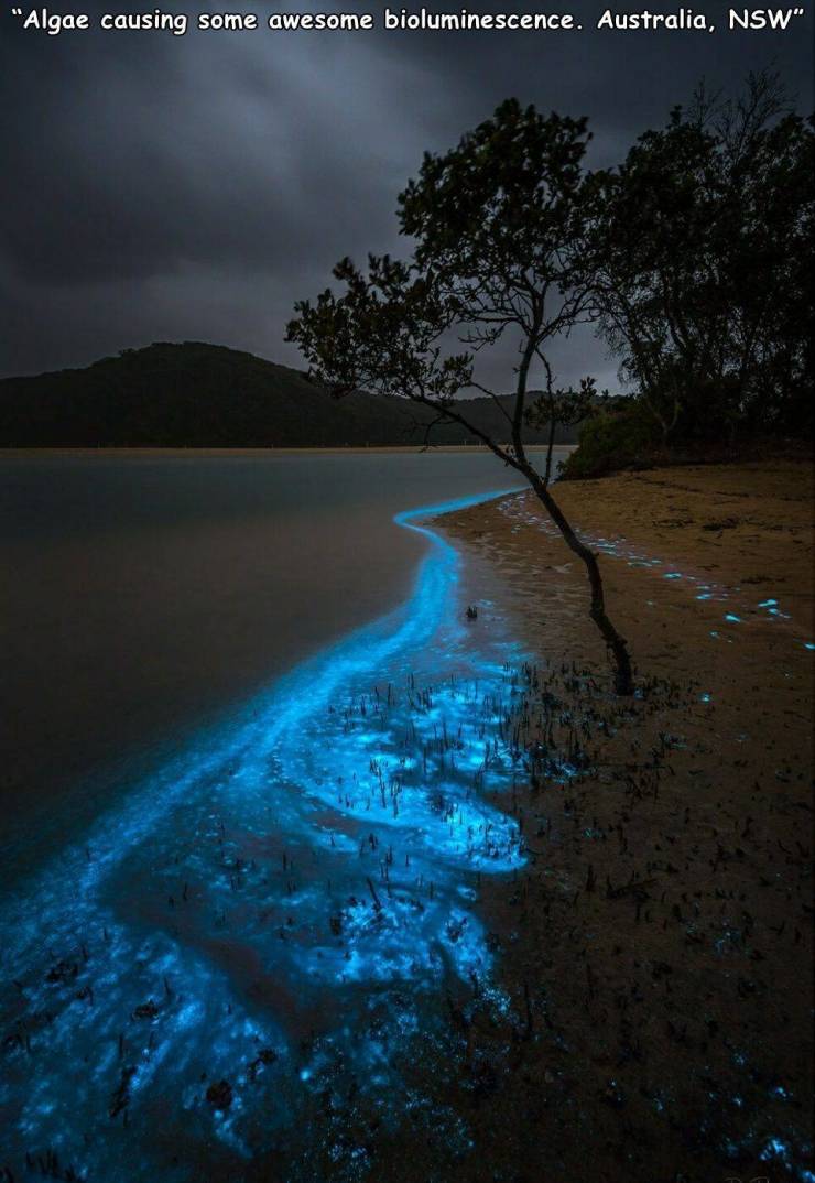 bioluminescent algae tathra - "Algae causing some awesome bioluminescence. Australia, Nsw"