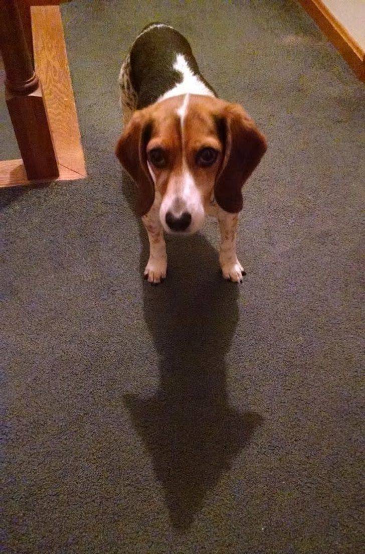 "This dog’s shadow is an almost perfect arrow pointing right at you."