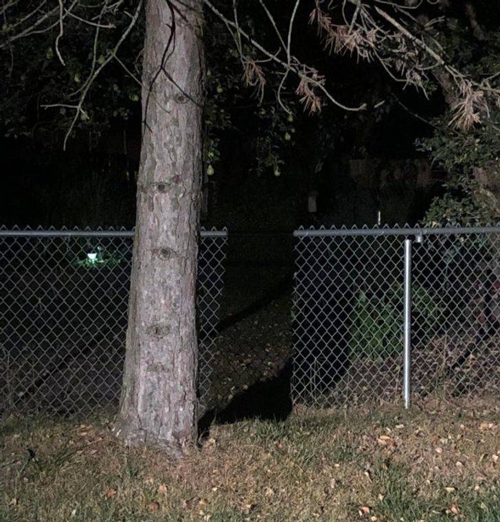 “The shadow of this tree creates the illusion of a gap in the fence behind it.”