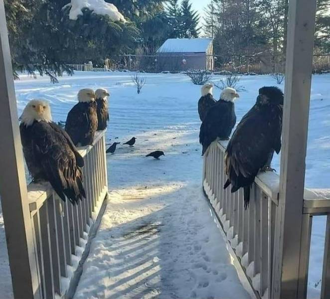 bald eagles on porch