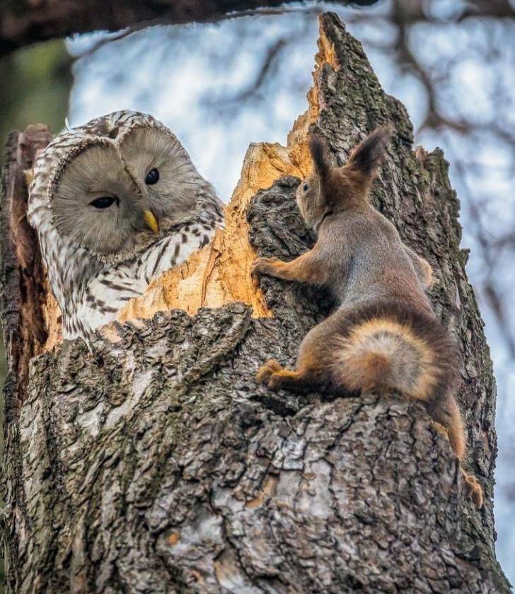 owl and squirrel