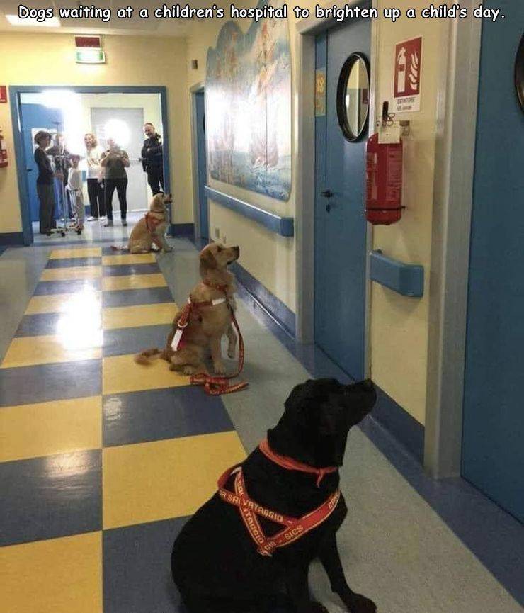 imgur wholesome meme - Dogs waiting at a children's hospital to brighten up a child's day. 04 Salvataggio Diode Sics