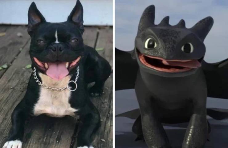 28  Dogs That Look Like Something Else Entirely