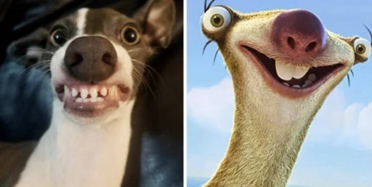 28  Dogs That Look Like Something Else Entirely