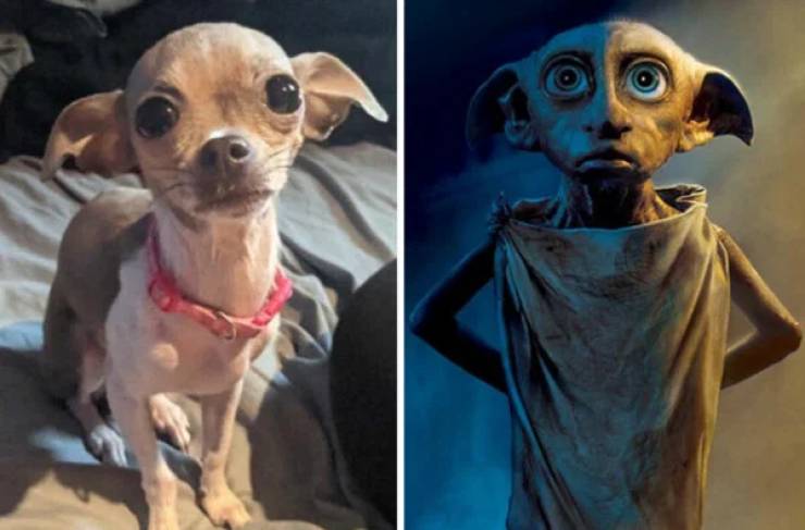 28  Dogs That Look Like Something Else Entirely