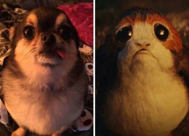 28  Dogs That Look Like Something Else Entirely