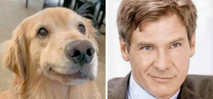 28  Dogs That Look Like Something Else Entirely