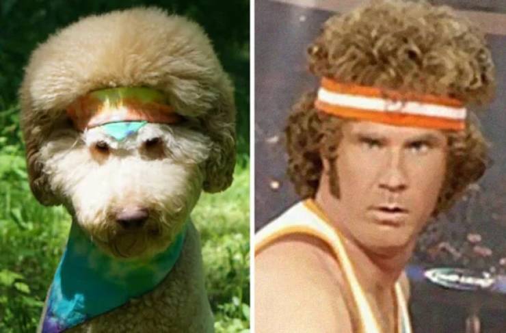 28  Dogs That Look Like Something Else Entirely