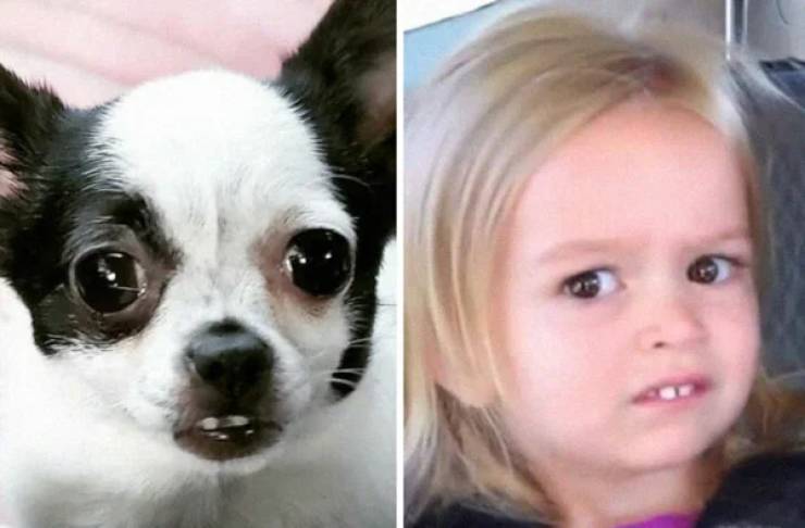 28  Dogs That Look Like Something Else Entirely