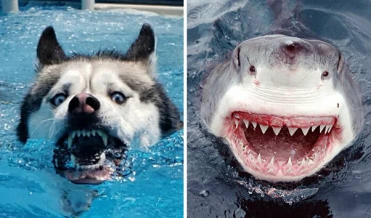 28  Dogs That Look Like Something Else Entirely