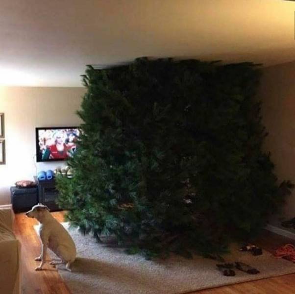 christmas tree too big for living room