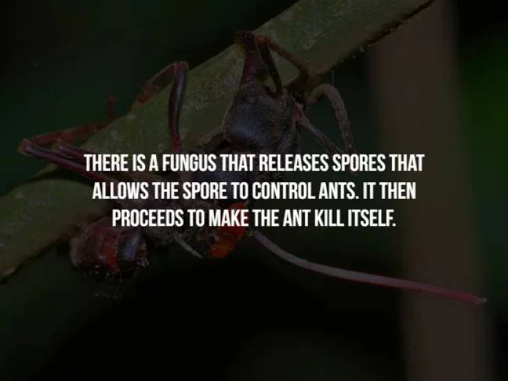 insect - There Is A Fungus That Releases Spores That Allows The Spore To Control Ants. It Then Proceeds To Make The Ant Kill Itself.