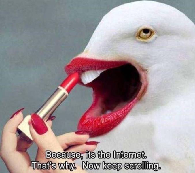 hate seagulls - Because, its the Internet. That's why. Now keep scrolling.