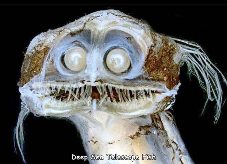 telescope fish - Deep Sea Telescope Fish