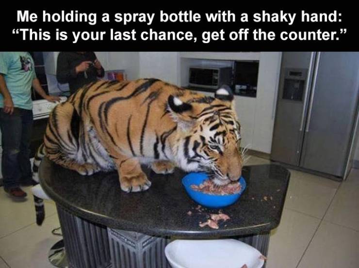 tiger eating frosted flakes - Me holding a spray bottle with a shaky hand "This is your last chance, get off the counter."