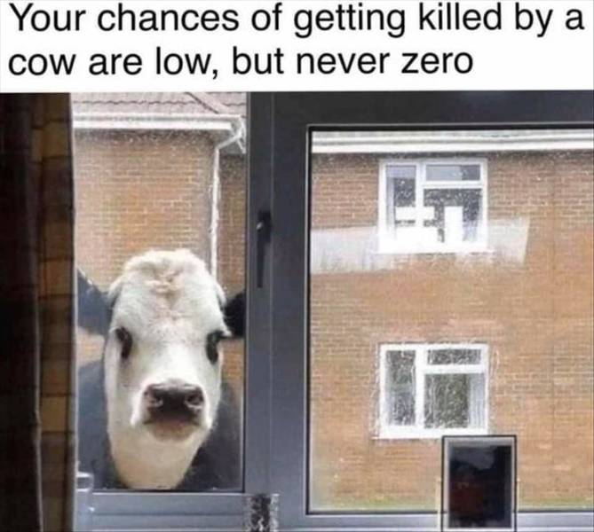 but never zero meme - Your chances of getting killed by a cow are low, but never zero It