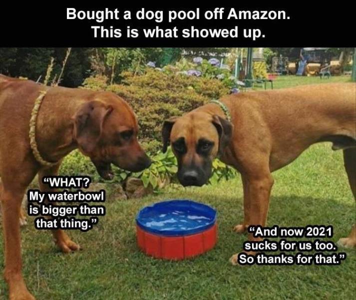 dog - Bought a dog pool off Amazon. This is what showed up. "What? My waterbowl is bigger than that thing." And now 2021 sucks for us too. So thanks for that.