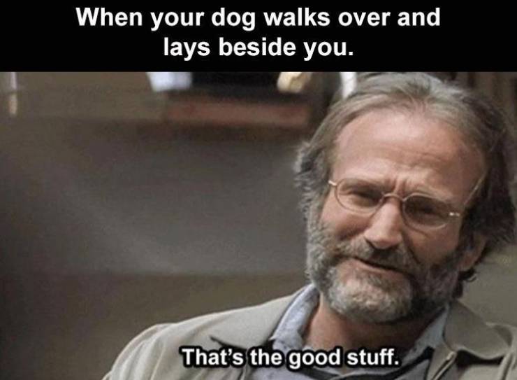 vacuum cleaner memes - When your dog walks over and lays beside you. That's the good stuff.