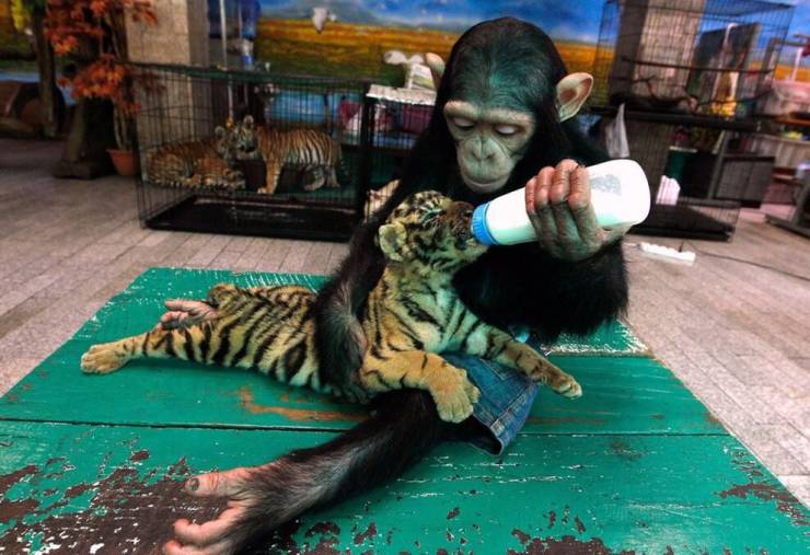 funny memes and pics - monkey feeds baby tiger