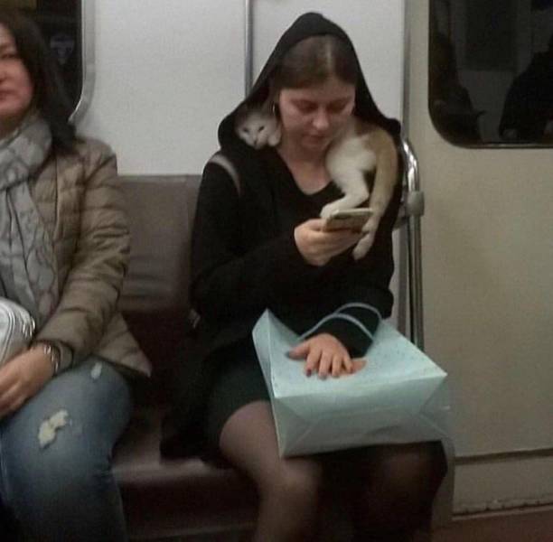 funny memes and pics - cat on subway