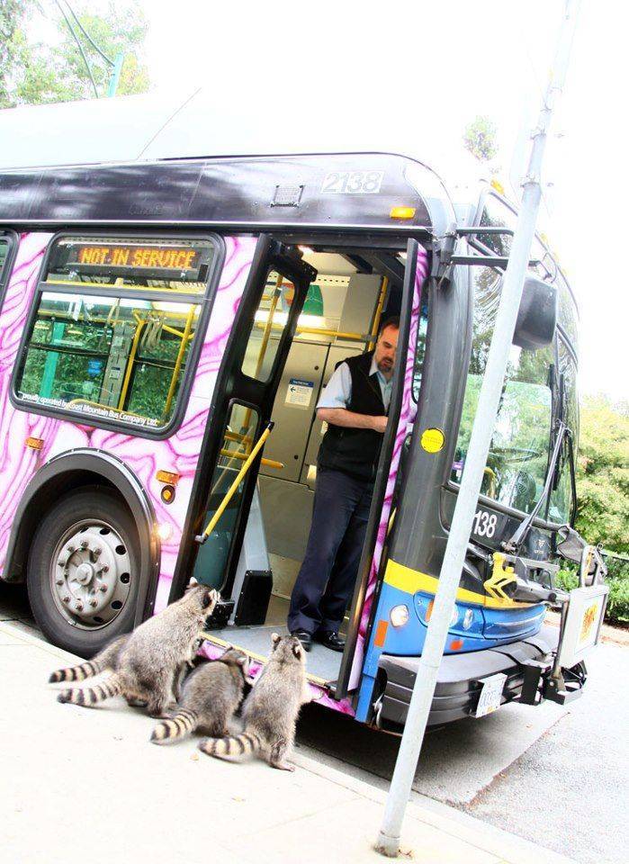 funny memes and pics - raccoon and bus - podced by Celestin as companyat 18