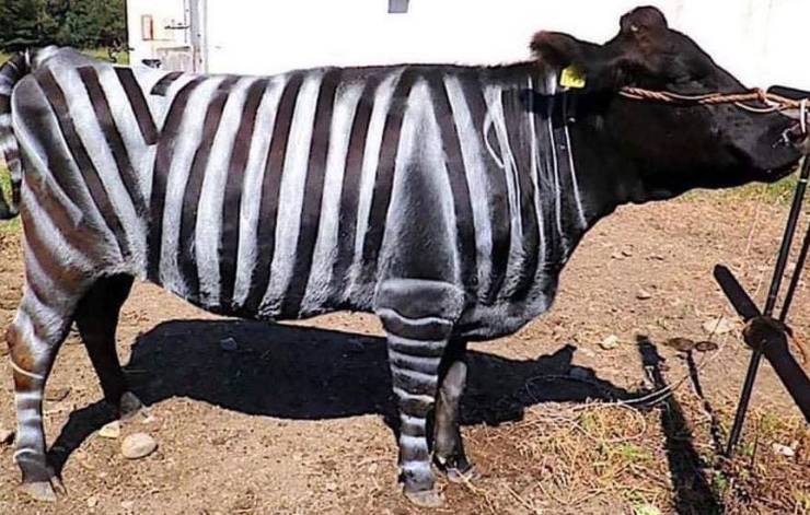 Scientists believe that a function of a zebra’s stripes is to deter insects, so a team or researchers painted black and white stripes on several cows and discovered that it reduced the number of biting flies landing on the cows by more than 50%