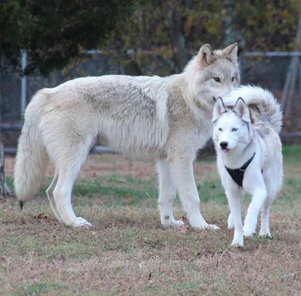 This wolf and husky for the size comparison. The wolf is nearly three times the size of the husky. Wolves are HUGE